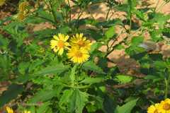 Verbesina encelioides